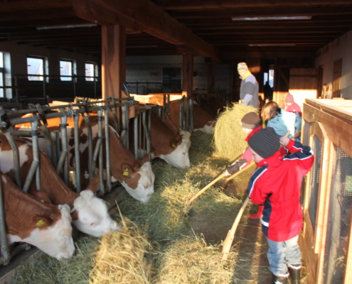 Kinder füttern Kühe im Stall